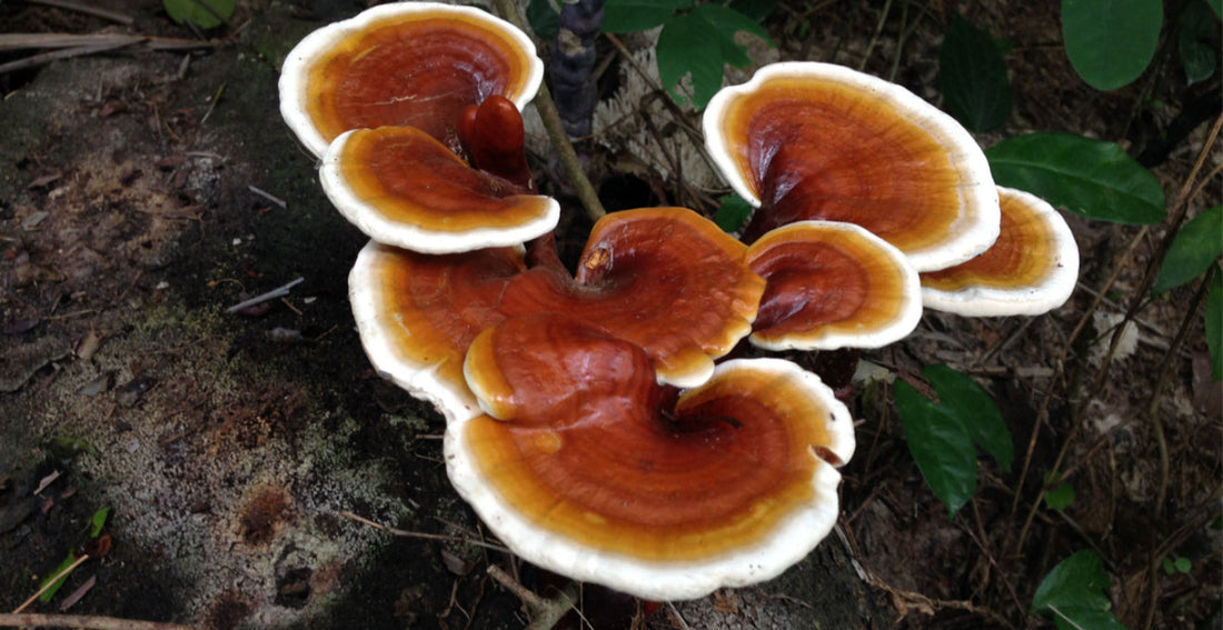 Nootropic Mushrooms: Nature’s Cognitive Enhancers